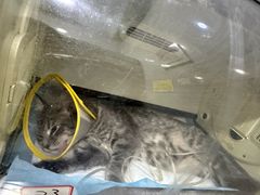 -瑞派名望志远动物医院·猫科·內科·异宠专科(直港大道店)