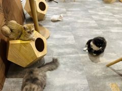 -楼上猫咖(罗湖店)