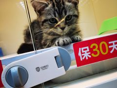 -lincat·猫舍(广州店)