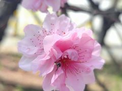 -南汇桃花村