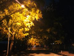 -三里屯东五街银杏大道