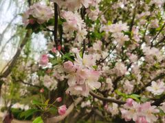 -海棠花溪(元大都城垣遗址公园)
