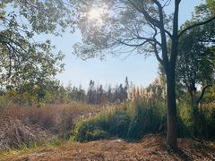 -艾溪湖湿地公园