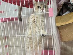 -暖阳宠物医院·犬猫康复中心·骨科