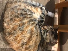 -猫的天空之城概念书店(杭州南宋御街店)