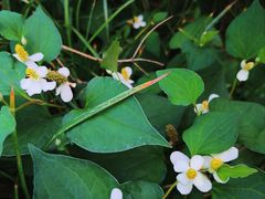 -洋湖国家湿地公园