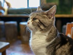 -猫猫幼稚园·撸猫·桌游·电玩