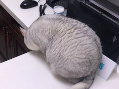 -美联众合动物医院·24h转诊中心