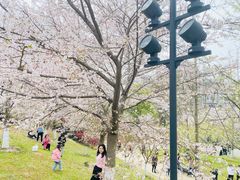 -武汉大学-樱园
