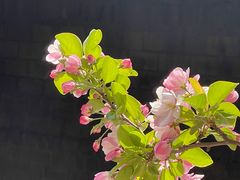 -海棠花溪(元大都城垣遗址公园)