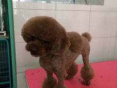 -喵宠乐园·撸猫互动·猫舍