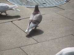 -中粮·祥云小镇