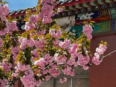 -龙口南山旅游景区