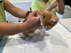 -艾吉宠物医院·疑难杂症转诊中心·猫友好(碧江路院)