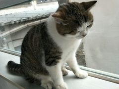 -喵屿·大理花园猫咖