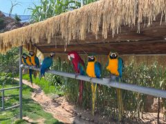 -西霞口神雕山野生动物世界