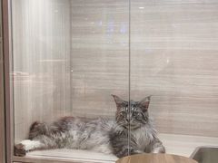 -飞行喵MR PILOT|猫舍·猫咖(静安大融城店)