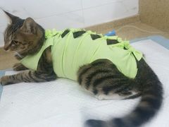 -伟伟宠物医院·CT影像中心·瑞派犬猫综合性门诊(汉口总院)