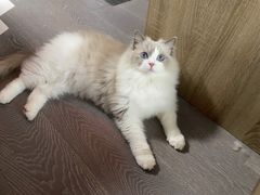 -momokira米努特·德文卷毛猫·棉花面纱犬
