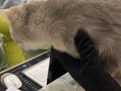 -艾吉宠物医院·疑难杂症转诊中心·猫友好(碧江路院)