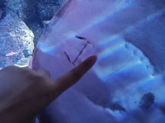 -暹罗海洋世界