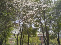 -红领巾学校