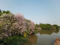 -海珠湖公园