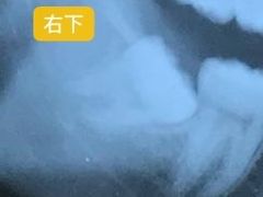 -同济大学附属口腔医院