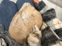 -楼上猫咖(罗湖店)