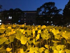 -四川大学(望江校区)