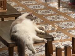 -猫猫幼稚园·撸猫·桌游·电玩