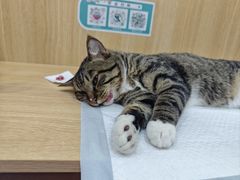 -瑞派长江宠物医院·猫科·外科·24小时夜护(谊城公寓分院)