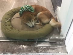 -柴迷FANS CLUB·柴犬狗咖·猫咖