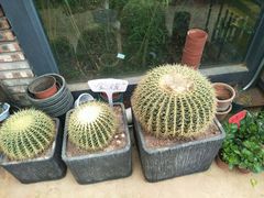 -云南民族大观园