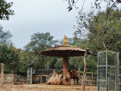 -石家庄市动物园