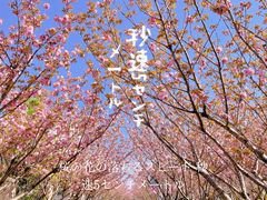 -高东镇樱花园