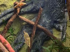 -上海海洋水族馆