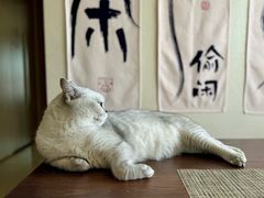 -美联众合动物医院·24h转诊中心