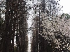 -上海滨江森林公园