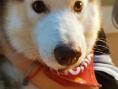 -Husky Go! 哈士奇体验馆·宠物咖啡厅狗咖