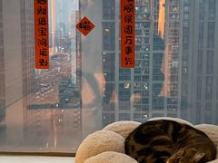 -Catmate·猫肥家润(金润铂宫店)