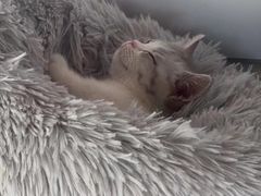 -糯米喵星人总部直营旗舰店·猫舍·幼猫出售