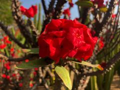 -松山湖梦幻百花洲