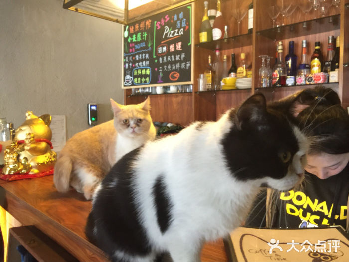 麒麟猫咪主题餐厅咖啡馆(多肉植物咖啡馆)
