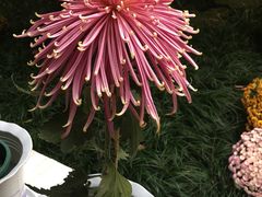 -杭州植物园
