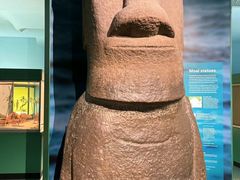 -美国自然历史博物馆