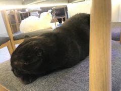 -喵园·猫主题咖啡厅·撸猫·猫咖(国贸店)