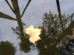 -重庆彩云湖湿地公园