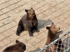 -大连森林动物园