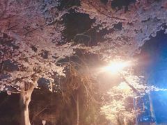 -武汉大学-樱园
